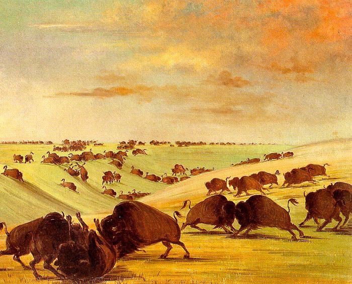 George Catlin Buffalo Bulls Fighting in Running Season-Upper Missouri oil painting picture